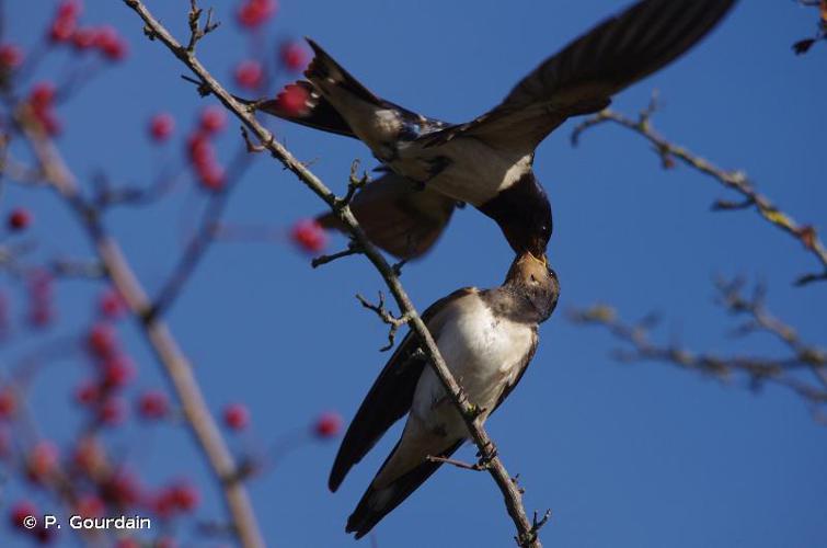 <i>Hirundo rustica</i> Linnaeus, 1758 © P. Gourdain