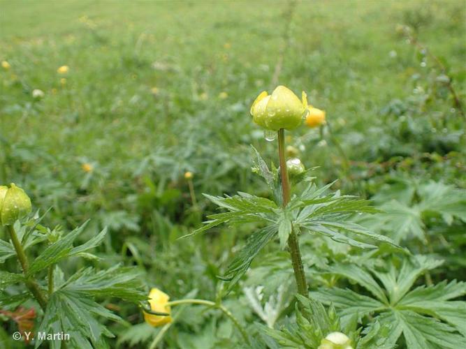 <i>Trollius europaeus</i> L., 1753 © 