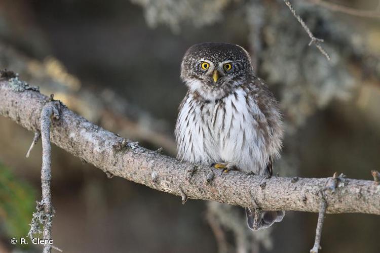 <i>Glaucidium passerinum</i> (Linnaeus, 1758) © R. Clerc