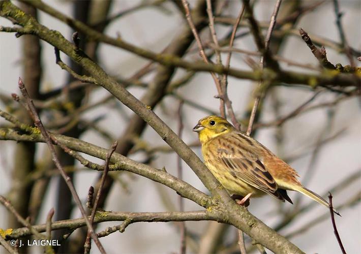 <i>Emberiza citrinella</i> Linnaeus, 1758 © J. LAIGNEL