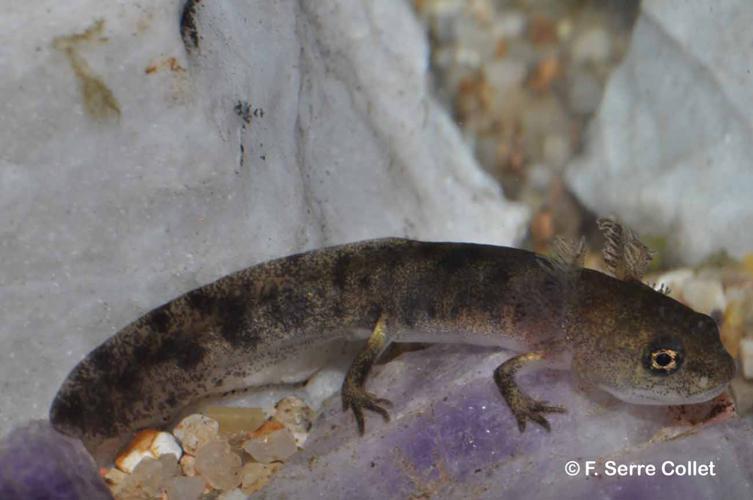 À Trémargat, les ouvriers sauvent une salamandre tachetée, espèce protégée