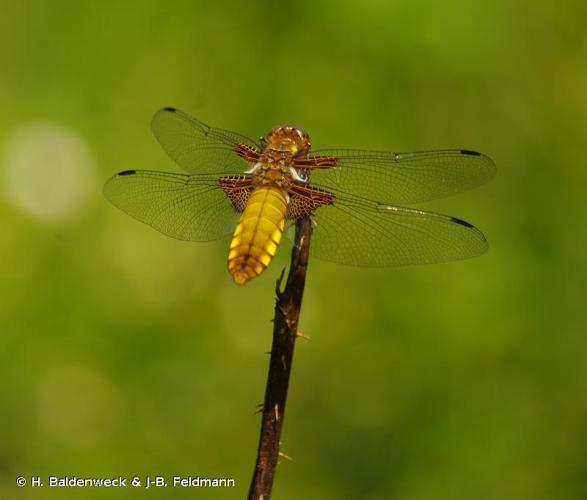 <i>Libellula depressa</i> Linnaeus, 1758 © H. Baldenweck & J-B. Feldmann