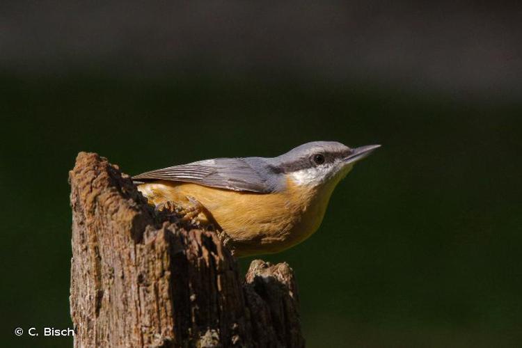 <i>Sitta europaea</i> Linnaeus, 1758 © C. Bisch