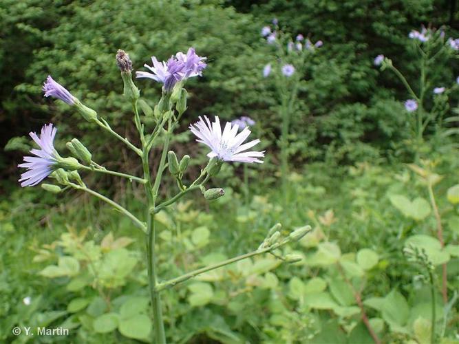 <i>Lactuca plumieri</i> (L.) Gren. & Godr., 1850 © 