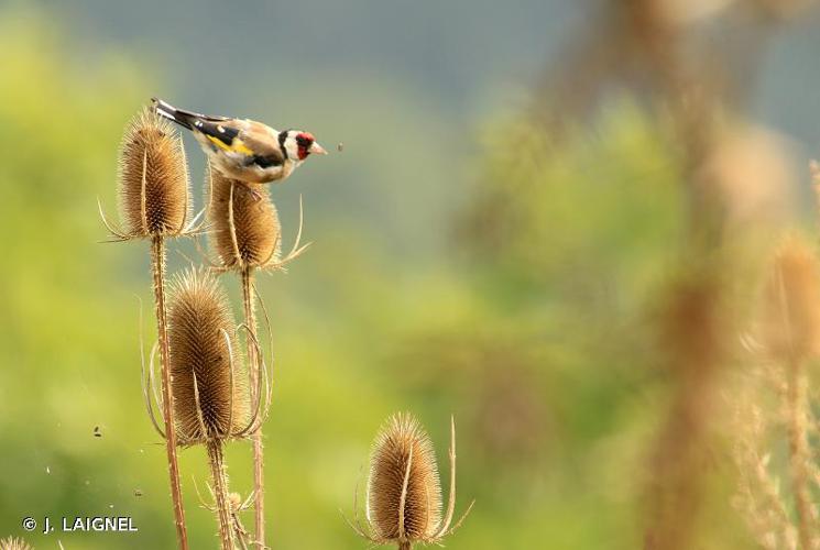 <i>Carduelis carduelis</i> (Linnaeus, 1758) © J. LAIGNEL