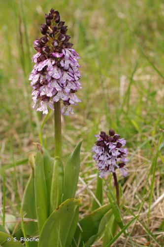 <i>Orchis purpurea</i> Huds., 1762 © S. Filoche