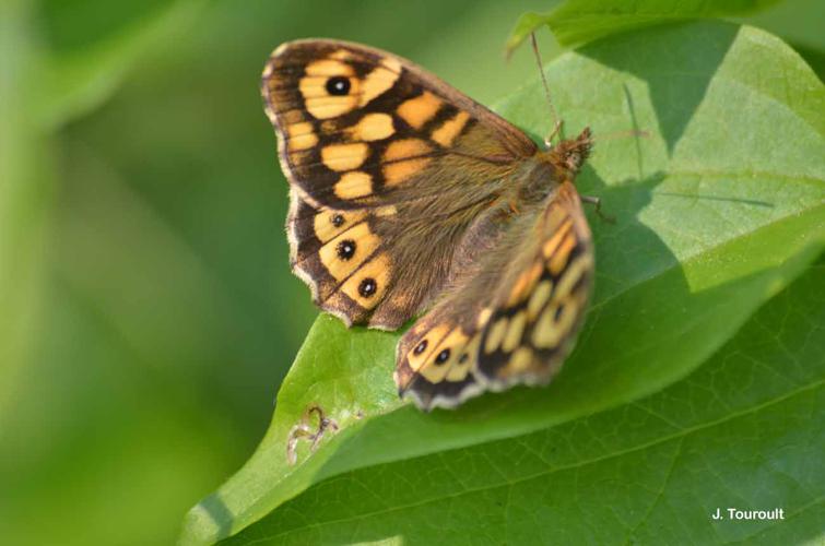 <i>Pararge aegeria</i> (Linnaeus, 1758) © J. Touroult