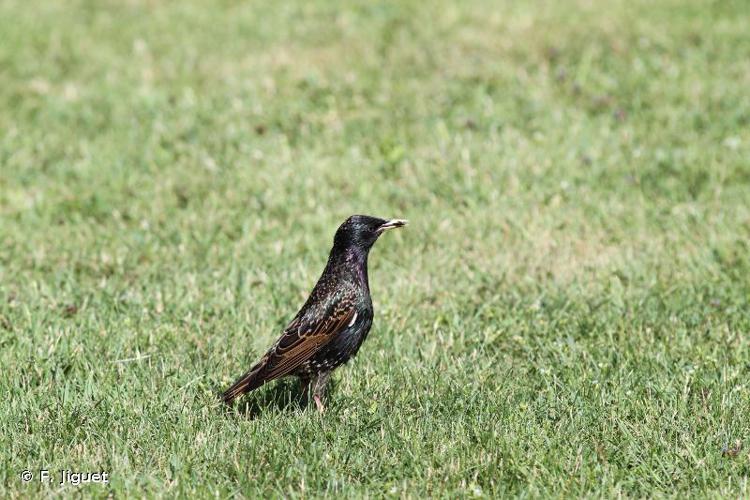 <i>Sturnus vulgaris</i> Linnaeus, 1758 © F. Jiguet