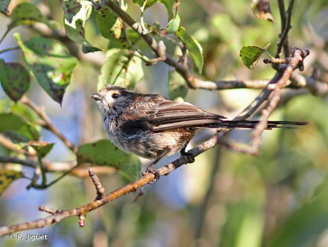 <i>Aegithalos caudatus</i> (Linnaeus, 1758) © F. Jiguet