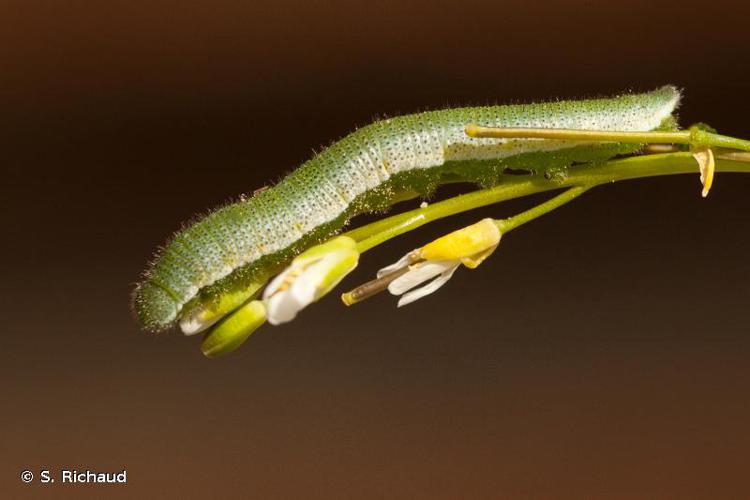 <i>Anthocharis cardamines</i> (Linnaeus, 1758) © S. Richaud