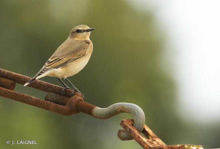 <i>Oenanthe oenanthe</i> (Linnaeus, 1758) © J. LAIGNEL