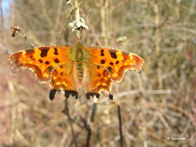 <i>Polygonia c-album</i> (Linnaeus, 1758) © P. Gourdain