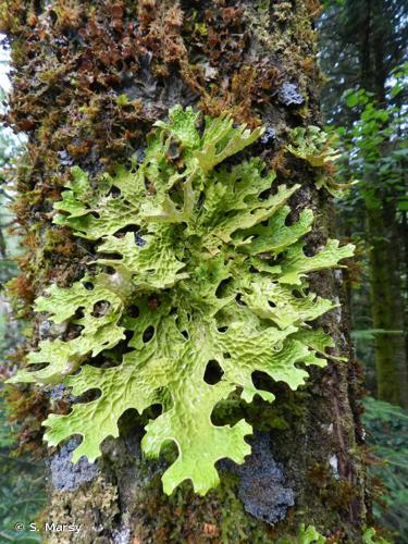 <i>Lobaria pulmonaria</i> (L.) Hoffm., 1796 © S. Marsy