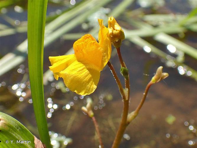 <i>Utricularia australis</i> R.Br., 1810 © Y. Martin