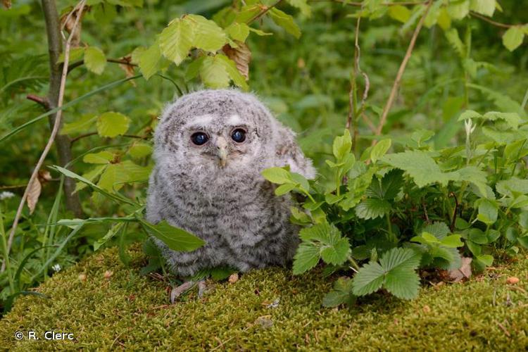 <i>Strix aluco</i> Linnaeus, 1758 © R. Clerc